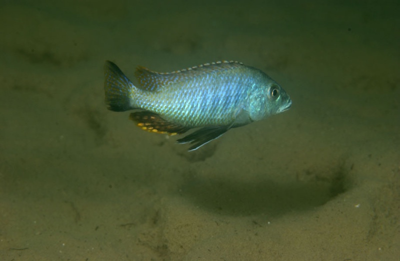 Otopharynx tetrastigma 'Kanchedza Island'